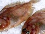الديك (الأسماك): فوائد وخصائص - التغذية والنظام الغذائي