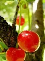 Sure kirsebær: antioxidant fordele
