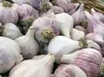 Intolerance or allergy to garlic