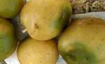 Batatas verdes e solanine