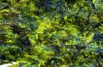 Tengeri alga, az egészség és a tengeri előnyök
