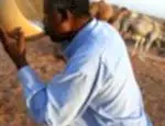 Benefícios e propriedades do leite de camelo