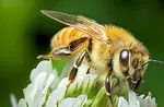 Manuka mesi: eelised ja omadused