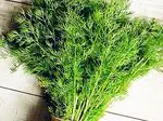 Dill: benefits, medicinal properties, contraindications and remedies - nutrition and diet