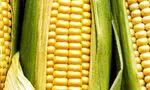 Corn, beneficial energy for health - nutrition and diet