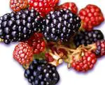 Blackberry: banyak vitamin dan mineral