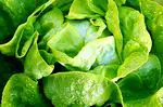 Lettuce: benefits and properties