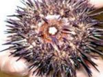 Sea urchins: benefits and properties