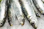 Sardines: discover the nutritional properties of this great little treasure