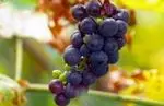 Taníny z vína: vlastnosti