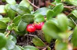 Bearberry, manfaat, dan properti paling penting - nutrisi dan diet
