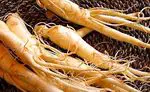 The benefits of Korean ginseng and how to take it to enjoy its properties