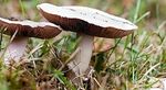 Koje su gljive jestive, kako ih čistiti i čuvati