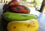 Banana e banana: diferenças - nutrição e dieta