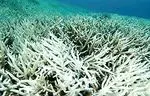 Calcium de corail: avantages, propriétés et comment le prendre