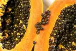 Graines de papaye: bienfaits et propriétés