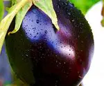 Eggplant water: benefits and properties