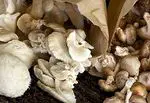 Kuinka monta kaloria sienet tuovat
