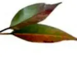 Eukalyptus-infuusio