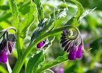 Home remedies with comfrey