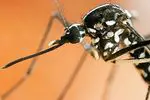 Nyamuk harimau: apa yang mereka ada, gejala sengatan dan ubat semulajadi mereka
