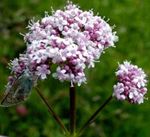 Valerian, good against insomnia and anxiety
