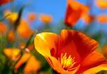 Poppy of California: properties, remedies and contraindications