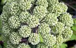 The benefits of Angelica and how to make the infusion - Natural medicine