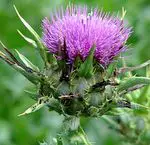 Infusion of milk thistle for the liver