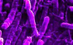 Clostridium Novyi: грунтова бактерія, яка може допомогти лікувати пухлини